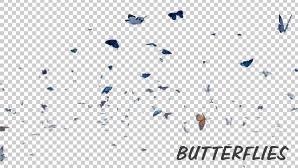 Butterfly Elements Motion Graphics Stock Video