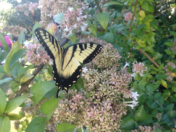 Surprise Blessing: Monarch Butterfly