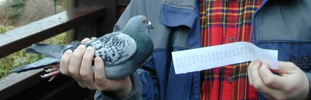 The implementation of the Carrier Pigeon Internet Protocol, RFC1149, 25 years later