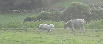 ram