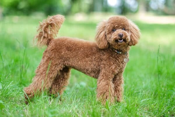 A Poodle Dog's Guide: Expert Tips for Happy Pooches