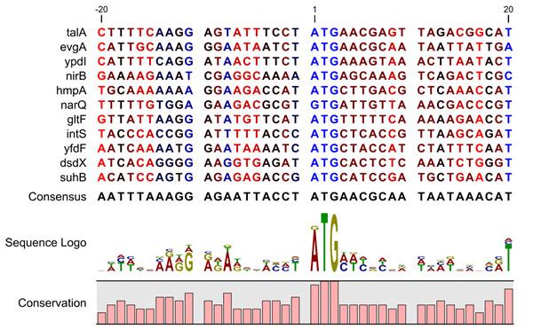 A graphic showing a set of biological sequences and their consensus.