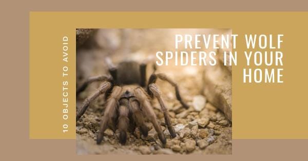 10 Objects which Attracts Wolf Spiders in the House