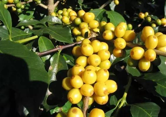 El Salvador Santa Rita Hacienda Santa Yellow Bourbon Washed Specialty Coffee Beans Grind Size and…
