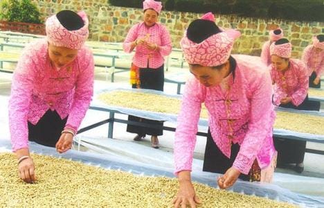 Guatemala Injerto Finca Pacamara Pandora Fatima Flavor Profile Aroma Characteristics Description