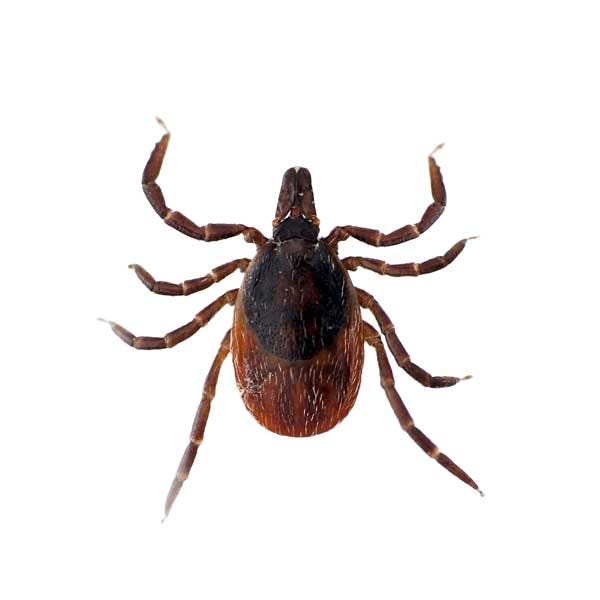 black legged tick image from google images