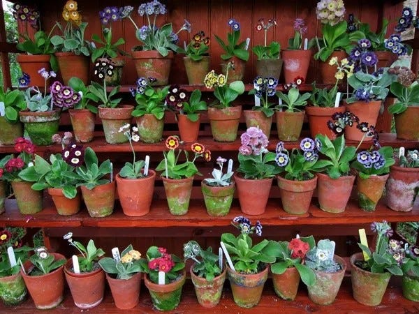 Auricula Theatre by Patricia Cleveland-Smith