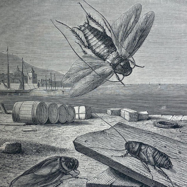 Uma ilustração mostrando baratas em um cais de porto.