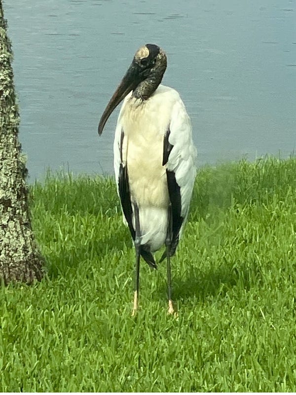 A Friendly Bird, Bloomingdale’s, and Salty Enemies