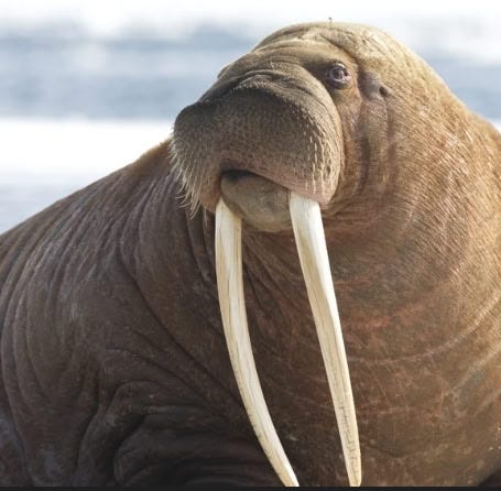 Python da walrus(:=) operatori