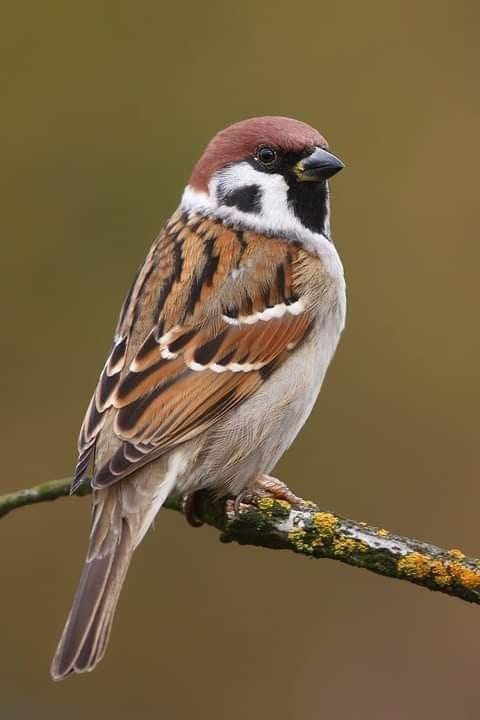 [TrendyMediaToday.com] The Brown Sparrow {file_size} {filename}