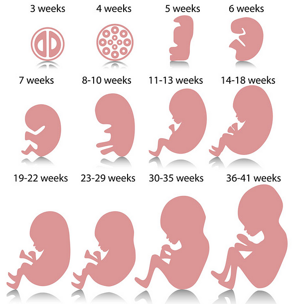 Conception, implantation or birth? When does life begin?