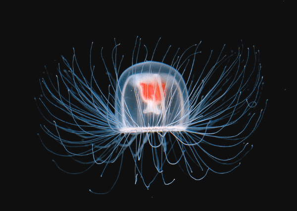 Turritopsis Dohrnii by Unknown