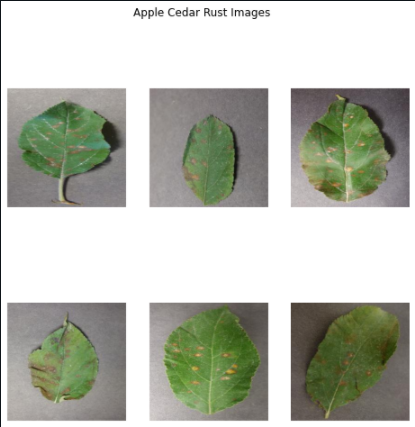 Apple Cedar Rust Images