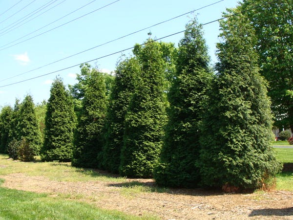 Emeralds Vs Green Giants: Dueling Thujas Competing For Your Garden