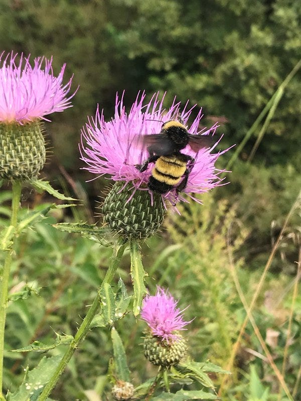 American Bumble Bee on thistle flower