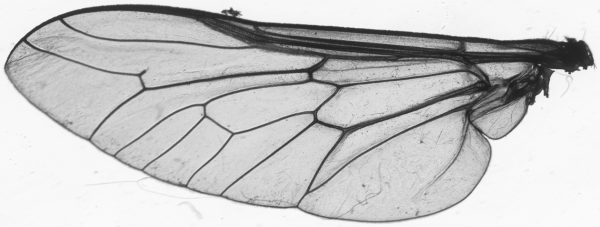 A fly’s wing