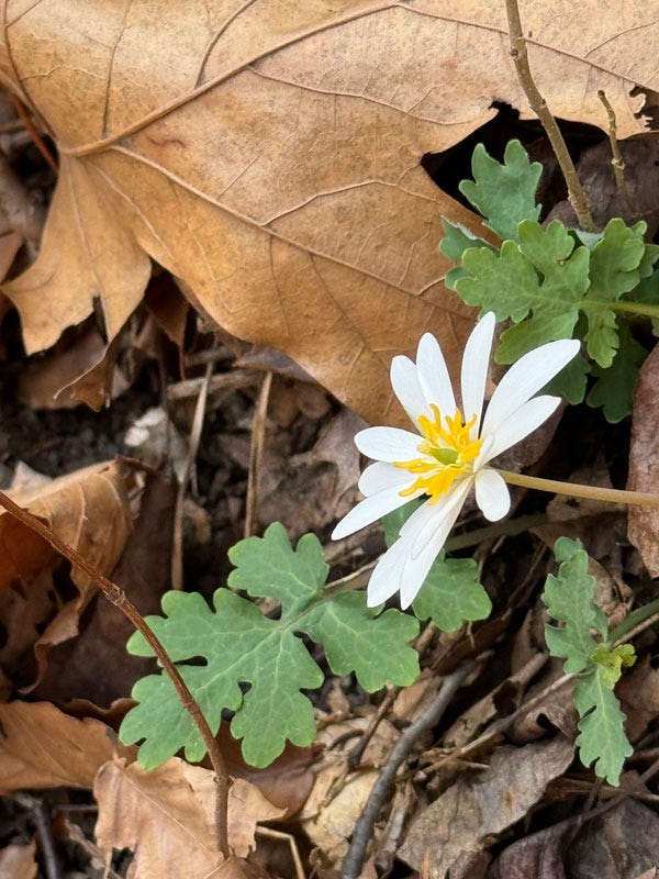 Bloodroot flower