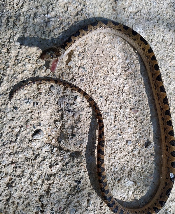 Una serpiente no venenosa muerta por golpe. fotografia julian prada