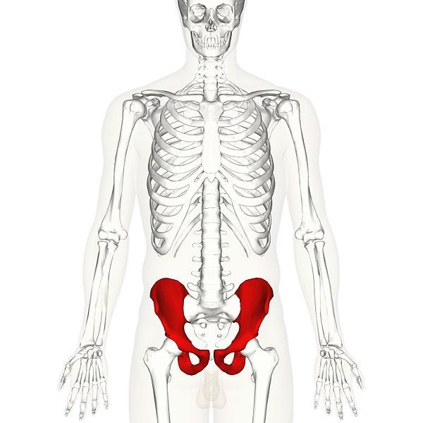 Hip joint and pelvic floor dysfunction