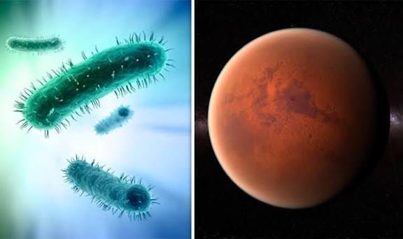 Can Bacteria Survive on Mars-! Can Bacteria Survive on Mars-!
