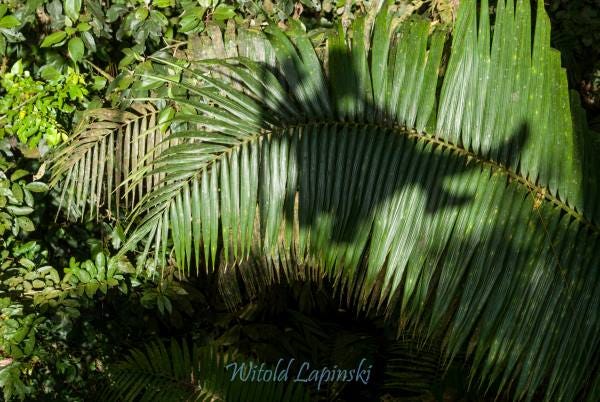 The shadow of a tree climber is thrown onto the leaf of a palm.