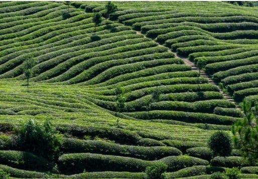 Discover Assam – Tea Gardens, Culture, and Wildlife