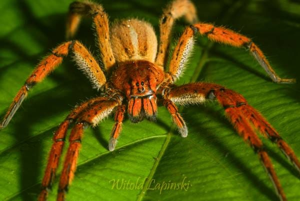 The brightly orange colored wandering spider Cupiennius getazi, Ctenidae, from Costa Rica on a green leaf.