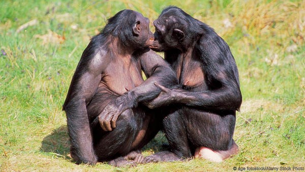 Bonobos (image courtesy of BBC)