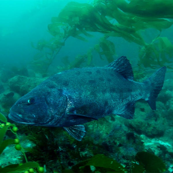 A Giant Sea Bass swims underwater over a rocky reef, past green kelp fronds shown in the left corner and the bottom of the photo. The fish is dark blue with distinctive black spots across its/ki’s body. In the background are three swaying kelp bodies