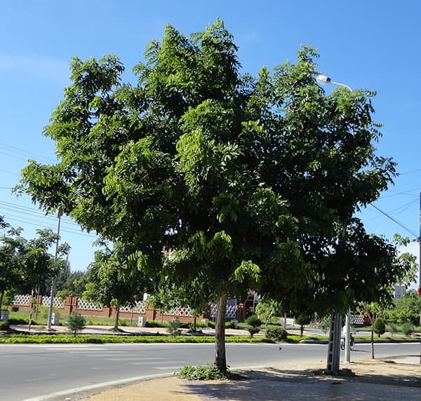 Cây sao đen có tán lá rậm, mọc chếch với các cành lá khỏe dài xanh quanh năm và rất ít bị rụng nên người chăm sóc ít khi phải quét lá