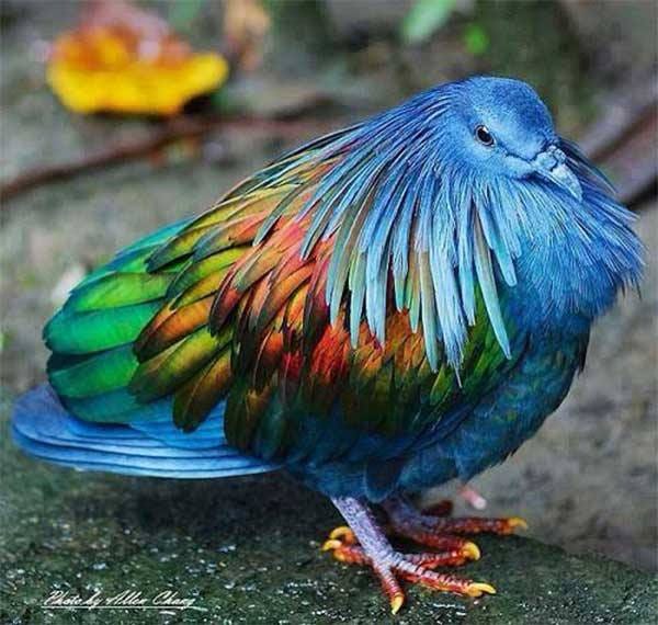 A Nicobar pigeon is the closest living relative to the Dodo bird.