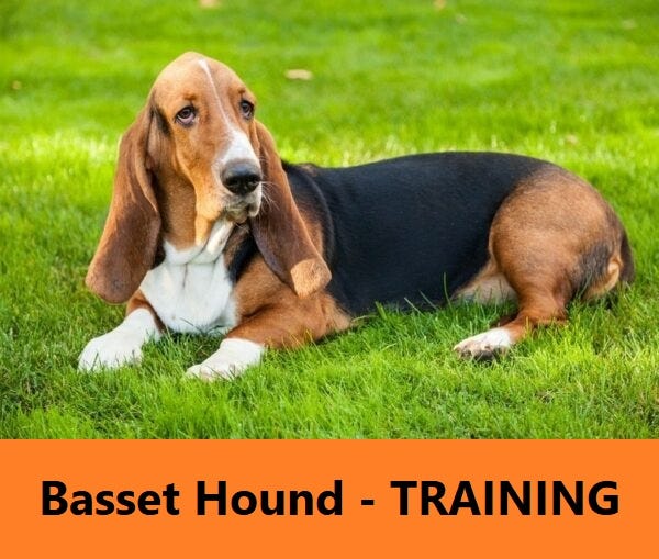 Dog Training Tips — Basset Hound