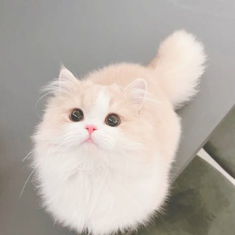 Schrödinger’s Cat: What If Reality Doesn’t Exist Until We Look-
