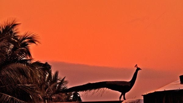 The silhouette of a peacock against the rising sun, orange and beautiful surrounded on the left by palm trees