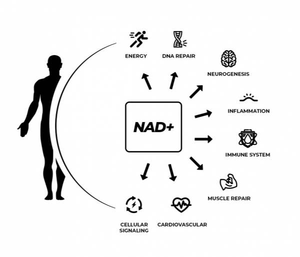 Importance of NAD+