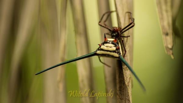 The siny orb web spider Micrathena cyanospinosa, Araneidae, from Ecuador.