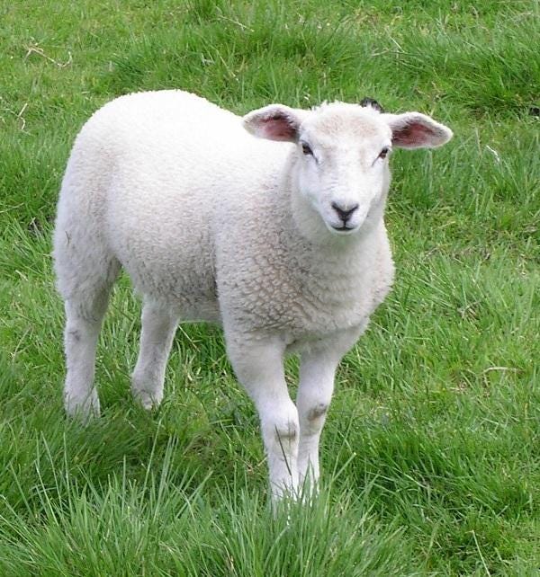 Sheep: adorable and fuzzy, but not ideal as currency.