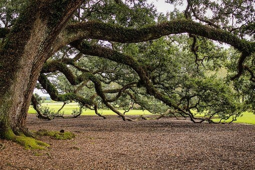 Live oak