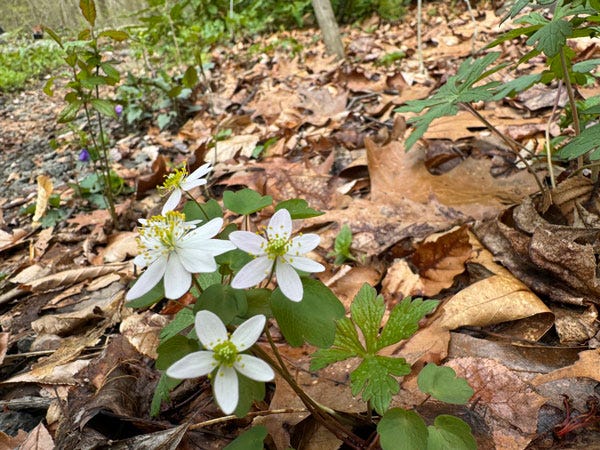 Rue anemone flower