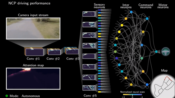 A New Brain-inspired Intelligent System Drives a Car Using Only 19 Control Neurons!