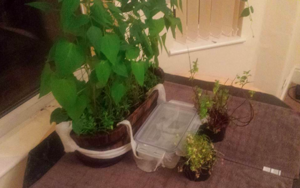 home-made solution to automatic plant watering