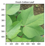 Fresh Cotton Leaf