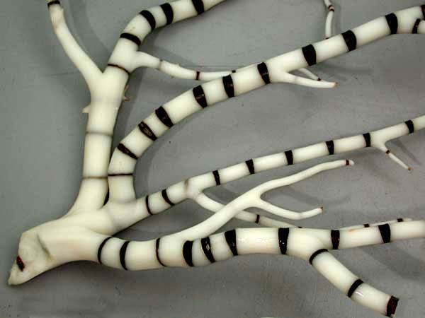 Coral skeleton with black and white sectioned color pattern