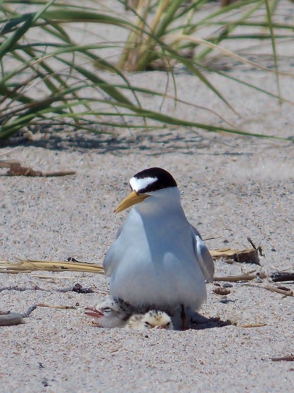 A white bird with a yellow beak and black cap sits on a nest with two speckled chicks, on a sandy beach with green grass sprouting behind.