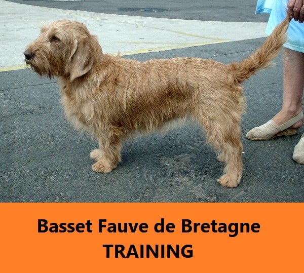 Dog Training Tips — Basset Fauve de Bretagne