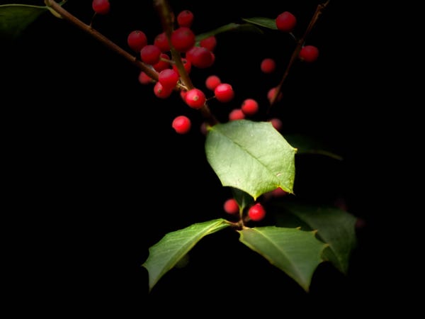 Holly branch