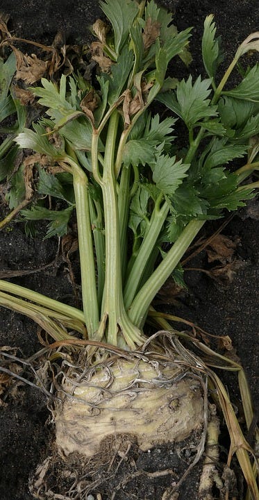 The plant which grows both leaf celery and celeriac