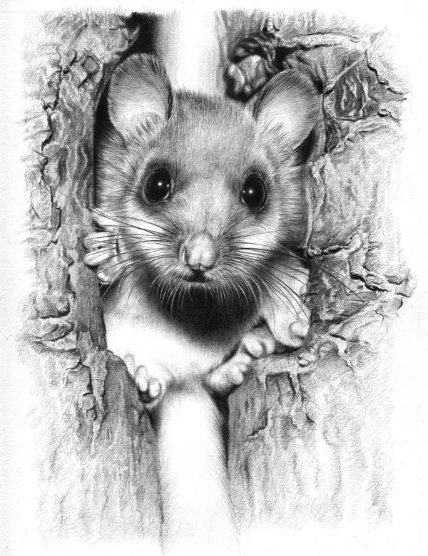 Cute Mouse Pencil Sketch