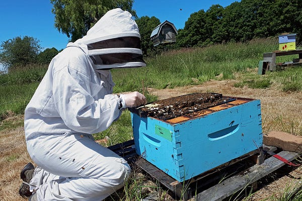 Kate Smith, a graduate student at the University of British Columbia, taking samples from a hive. Credit: J.Common